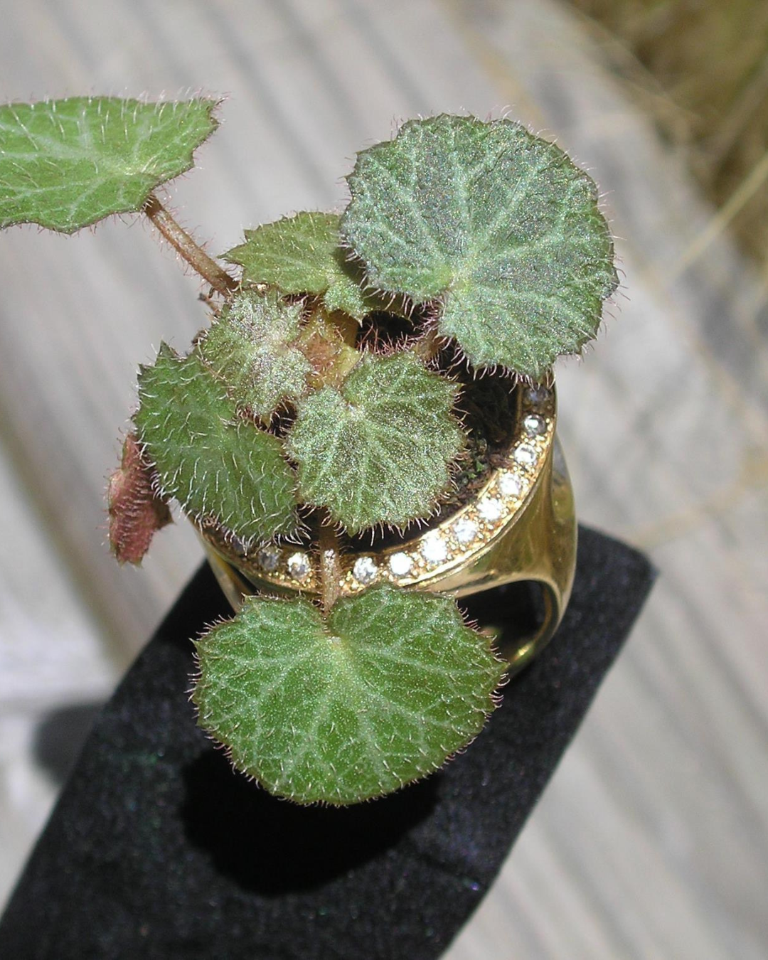Bague artisanale inspirée de motifs végétaux, aux formes organiques et naturelles